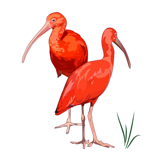 depositphotos_106629150-stock-illustration-two-scarlet-ibis-picture.jpg